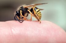 Insektenstiche behandeln: Was tun bei Bienenstich oder Wespenstich