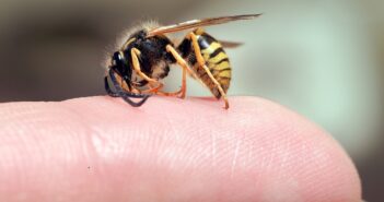 Insektenstiche behandeln: Was tun bei Bienenstich oder Wespenstich