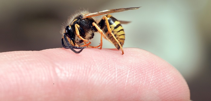 Insektenstiche behandeln: Was tun bei Bienenstich oder Wespenstich