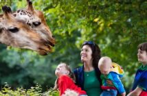 Giraffen: Kuriose Lieblinge der Kinder und tolles Motiv für dekorative Bilder