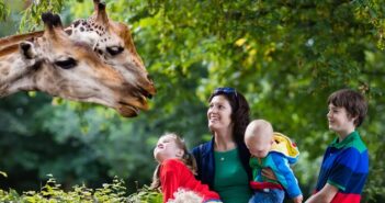 Giraffen: Kuriose Lieblinge der Kinder und tolles Motiv für dekorative Bilder