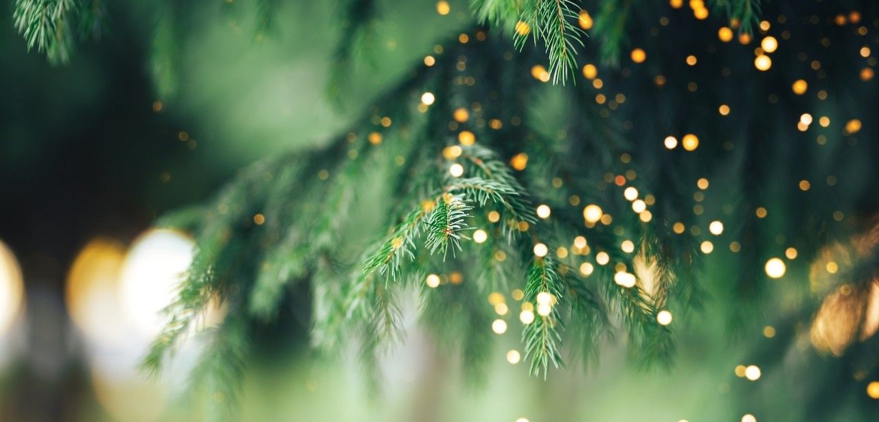 Rückgang des Weihnachtsbaumimports - Chance für (Foto: AdobeStock - nastassiya 372953356)