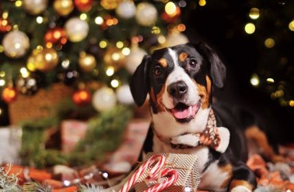 Tiere sind kein Weihnachtsgeschenk! - Appell an Vernunft (Foto: AdobeStock - Tatyana Kalmatsuy 540334606)