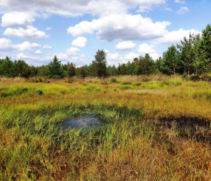 Totes Moor (Foto: Jörg Schneider)