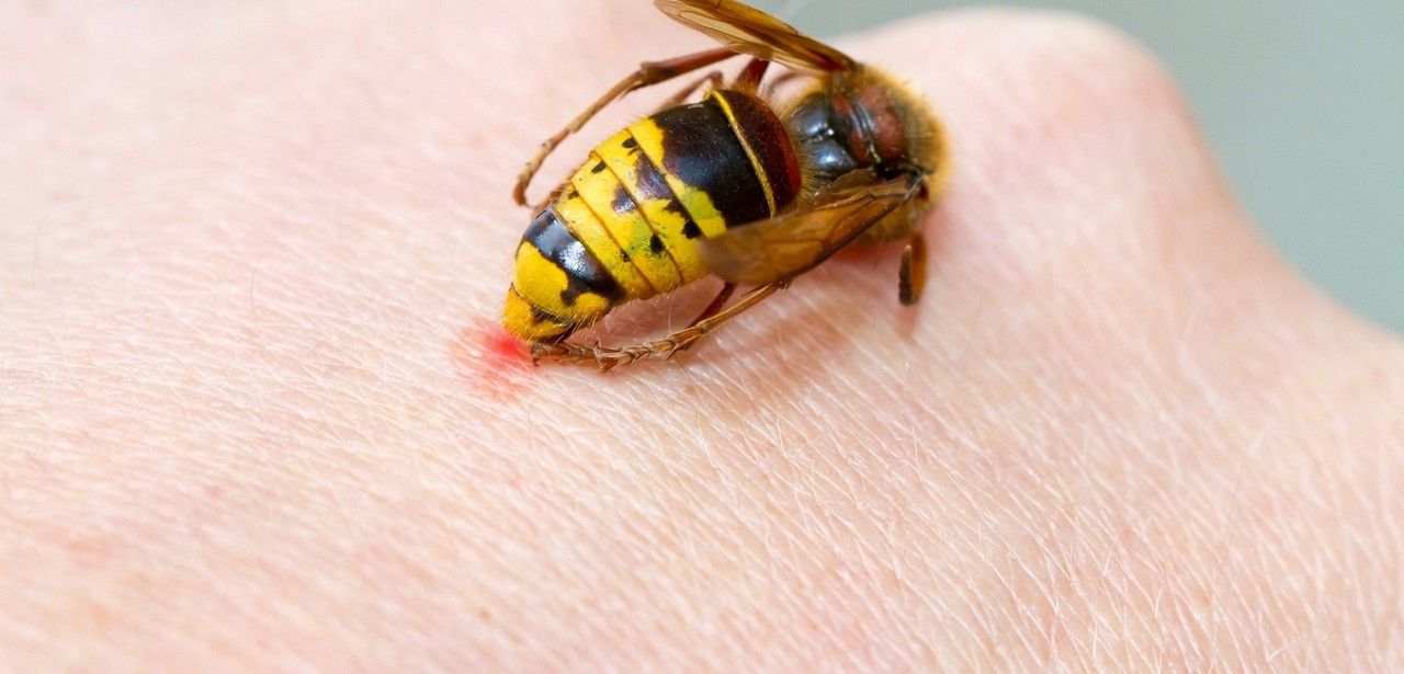 Feuchter Spätsommer steigert Mückenaktivität und belastet Praxen mit (Foto: AdobeStock - n Jürgen Fälchle - 72012651)